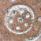 Symbol 2